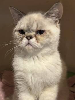 Rescue Exotic Shorthair Cats for Adoption in Fairfax, Virginia - Tammy & Zoe (Exotic Shorthair) | PetCurious