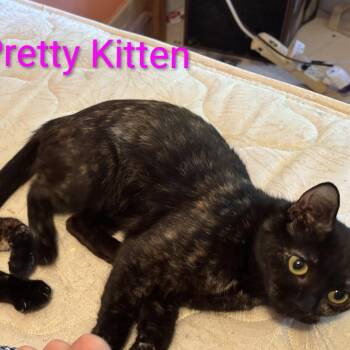Pretty Kitten bonded with Precious -  Domestic Short Hair Cat for Adoption in Carmel, Indiana - Pretty Kitten Bonded With Precious | PetCurious