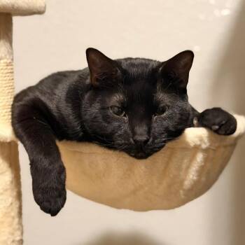 Junior -  Domestic Medium Hair Cat for Adoption in Midland, Texas - Junior | PetCurious