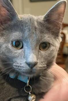 Nana (BC) -  American Shorthair Cat for Adoption in Schertz, Texas - Nana (BC) | PetCurious