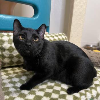 Rescue Domestic Short Hair Cats for Adoption in Frankenmuth, Michigan - Gene | PetCurious
