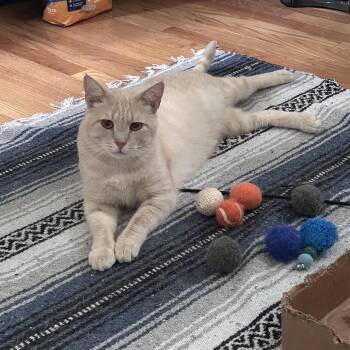 Cheeto -  Domestic Short Hair Cat for Adoption in Charlottesville, Virginia - Cheeto | PetCurious