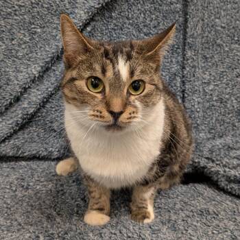 Domestic Short Hair Cats Available for Adoption - Mama Sass (North Vancouver) | PetCurious