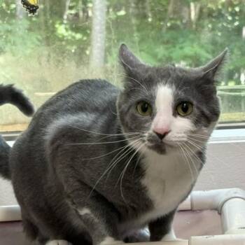 Sweeney Todd -  Domestic Short Hair Cat for Adoption in Saranac Lake, New York - Sweeney Todd | PetCurious