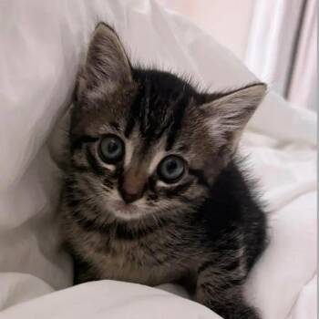 Domestic Short Hair Cats Available for Adoption in Mount Pleasant, South Carolina - Lime | PetCurious