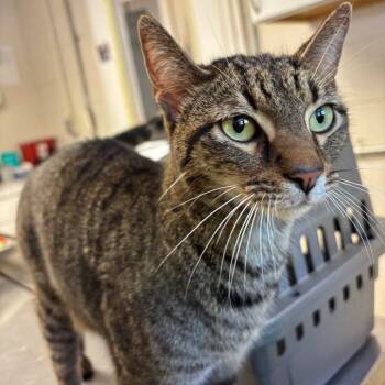 Rescue Domestic Short Hair Cats for Adoption in Ruckersville, Virginia - Drumstick | PetCurious