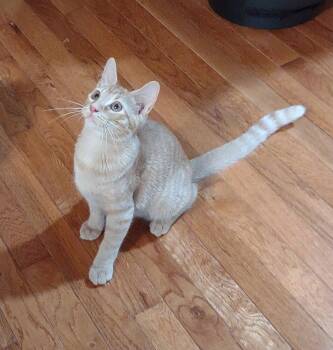 Monty -  Domestic Short Hair Cat for Adoption in St. Peters, Missouri - Monty | PetCurious