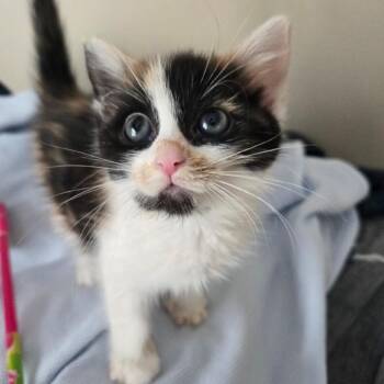 Rosemary -  Domestic Medium Hair Cat for Adoption in Richmond, Virginia - Rosemary | PetCurious