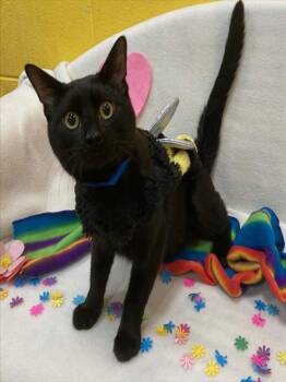 ARABICA -  Domestic Short Hair Cat for Adoption - ARABICA | PetCurious
