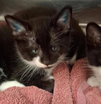 Domestic Short Hair Cats Available for Adoption in Vancouver, Washington - Prius | PetCurious