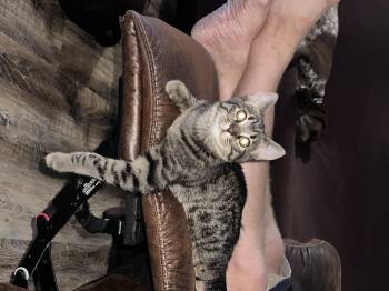 Willow -  Domestic Short Hair Cat for Adoption in North Platte, Nebraska - Willow | PetCurious