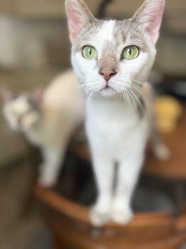Orion -  Domestic Short Hair Cat for Adoption in Royalton, Illinois - Orion | PetCurious