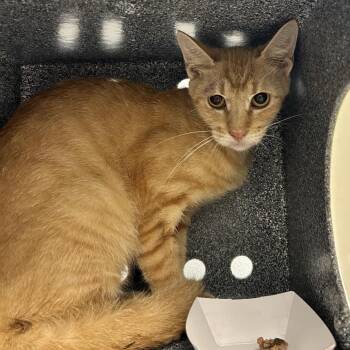 Scarlet Overkill -  Domestic Short Hair Cat for Adoption in Abilene, Texas - Scarlet Overkill | PetCurious