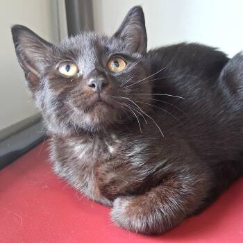 Ainsley -  Domestic Short Hair Cat for Adoption in Belmont, New York - Ainsley | PetCurious