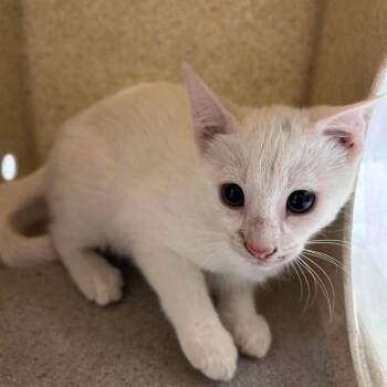 Cuddle Bug 26-07-038 -  Domestic Short Hair Cat for Adoption in Bastrop, Texas - Cuddle Bug 26-07-038 | PetCurious