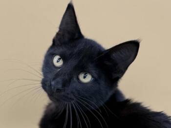 Patrick -  Domestic Short Hair Cat for Adoption in Portland, Oregon - Patrick | PetCurious