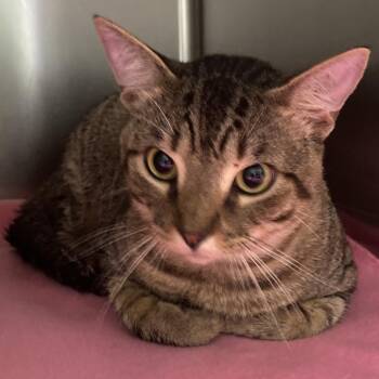 Domestic Short Hair Cats Available for Adoption in Beaumont, Texas - ROLO | PetCurious