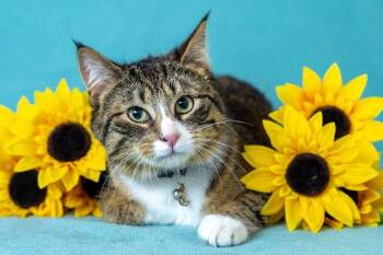 Domestic Short Hair Cats Available for Adoption - Oscar | PetCurious