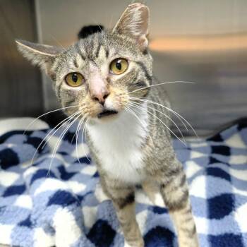 Morgan -  Domestic Short Hair Cat for Adoption in Michigan City, Indiana - Morgan | PetCurious