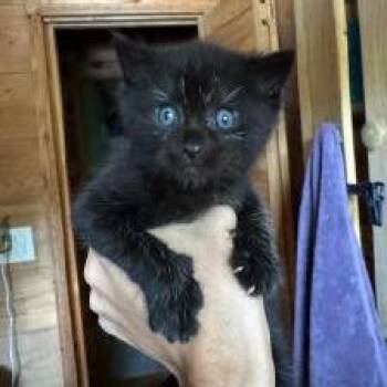 Oreo -  Domestic Short Hair Cat for Adoption in West Palm Beach, Florida - Oreo | PetCurious