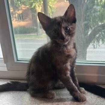 Morel Haseman -  Domestic Short Hair Cat for Adoption in Morrison, Colorado - Morel Haseman | PetCurious