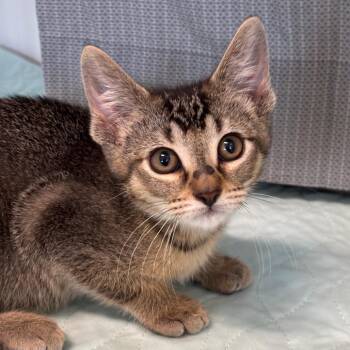 Domestic Short Hair Cats Available for Adoption in League City, Texas - Tony | PetCurious