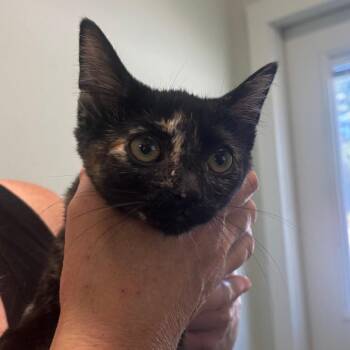Yessica -  Domestic Short Hair Cat for Adoption in Jasper, Indiana - Yessica | PetCurious