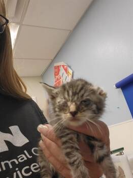 BRITTNEY -  Domestic Short Hair Cat for Adoption in Albuquerque, New Mexico - BRITTNEY | PetCurious