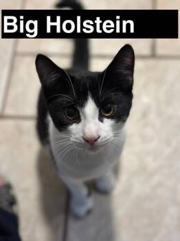 Holstein -  Domestic Short Hair Cat for Adoption in Mississauga, Ontario - Holstein | PetCurious