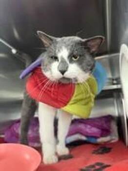 Avis -  Domestic Short Hair Cat for Adoption in Manitowoc, Wisconsin - Avis | PetCurious