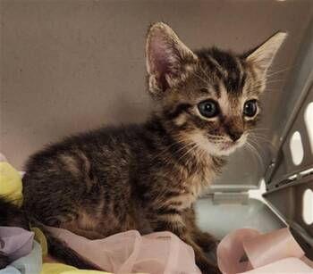 Domestic Short Hair Cats Available for Adoption in Fort Lauderdale, Florida - A2474126 | PetCurious