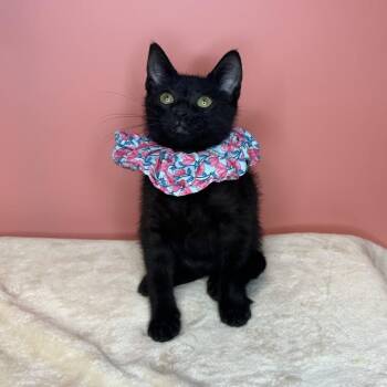 Nyx -  Domestic Short Hair Cat for Adoption in San Antonio, Texas - Nyx | PetCurious