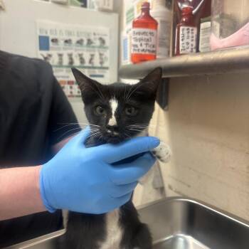 Shelby -  Domestic Short Hair Cat for Adoption in Birmingham, Alabama - Shelby | PetCurious