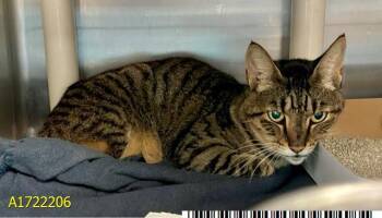 TINKER -  Domestic Short Hair Cat for Adoption in West Palm Beach, Florida - TINKER | PetCurious