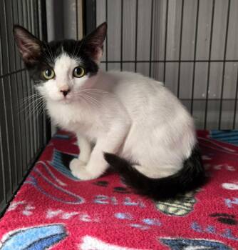 Crash -  Domestic Short Hair Cat for Adoption in San Tan Valley, Arizona - Crash | PetCurious