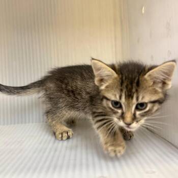 Nomad -  Domestic Short Hair Cat for Adoption in Tulsa, Oklahoma - Nomad | PetCurious