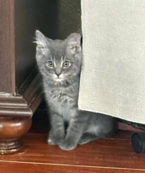 Teddy -  Domestic Medium Hair Cat for Adoption in Pasco, Washington - Teddy | PetCurious
