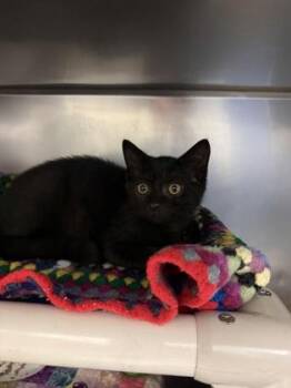 June -  Domestic Short Hair Cat for Adoption in Morristown, New Jersey - June | PetCurious
