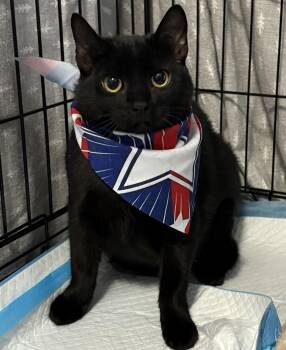 Poppy/Petra -  Domestic Short Hair Cat for Adoption in New York, New York - Poppy/Petra | PetCurious