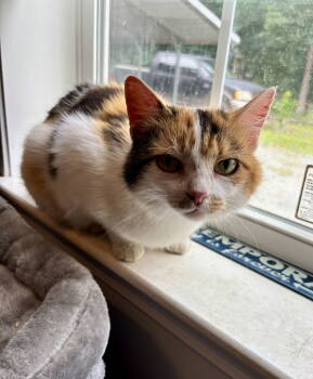 Rescue Domestic Short Hair Cats for Adoption in Roxboro, North Carolina - Blanche | PetCurious