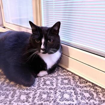Groot -  Domestic Short Hair Cat for Adoption in Lynchburg, Virginia - Groot | PetCurious