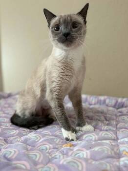 Mae-Mae -  Siamese and Extra Toes Cat Hemingway Polydactyl Cat for Adoption in Deltona, Florida - Mae-Mae | PetCurious