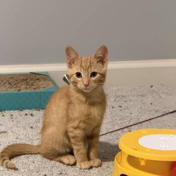 Cyrus -  Domestic Short Hair Cat for Adoption in Greenwood, Indiana - Cyrus | PetCurious