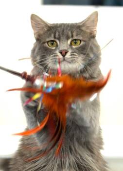 Domestic Long Hair Cats Available for Adoption - Barry | PetCurious