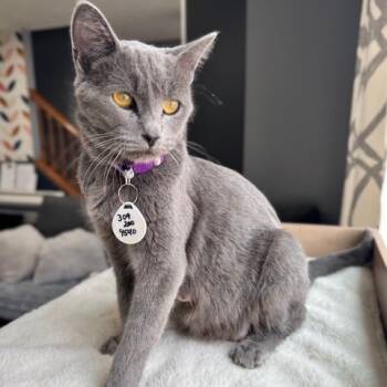 Rescue Domestic Short Hair Cats for Adoption in Normal, Illinois - Julia | PetCurious