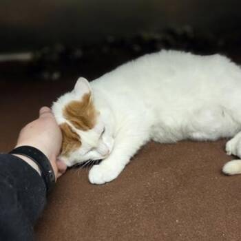Honey Bun -  Domestic Short Hair Cat for Adoption in Westland, Michigan - Honey Bun | PetCurious