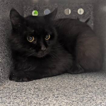 Domestic Medium Hair and Domestic Short Hair Cats Available for Adoption in Houston, Texas - A2073689 | PetCurious