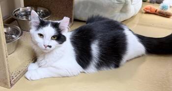 Natalie -  Domestic Medium Hair Cat for Adoption in Huntley, Illinois - Natalie | PetCurious