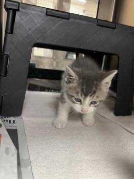 Murphy -  Domestic Short Hair Cat for Adoption in Wichita, Kansas - Murphy | PetCurious