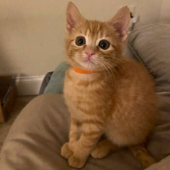 Rescue Domestic Short Hair and Tabby Cats for Adoption in Knoxville, Tennessee - Frankie | PetCurious